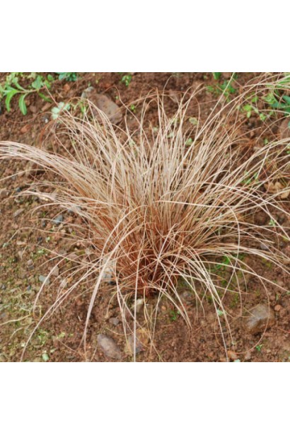 Осока петрі з коричневим листям, схожим на шоколад